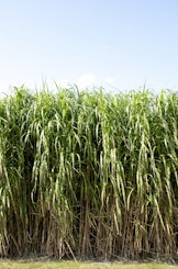 Response to Energy and Climate Change Committee Call for Evidence on Bioenergy (April 2013)